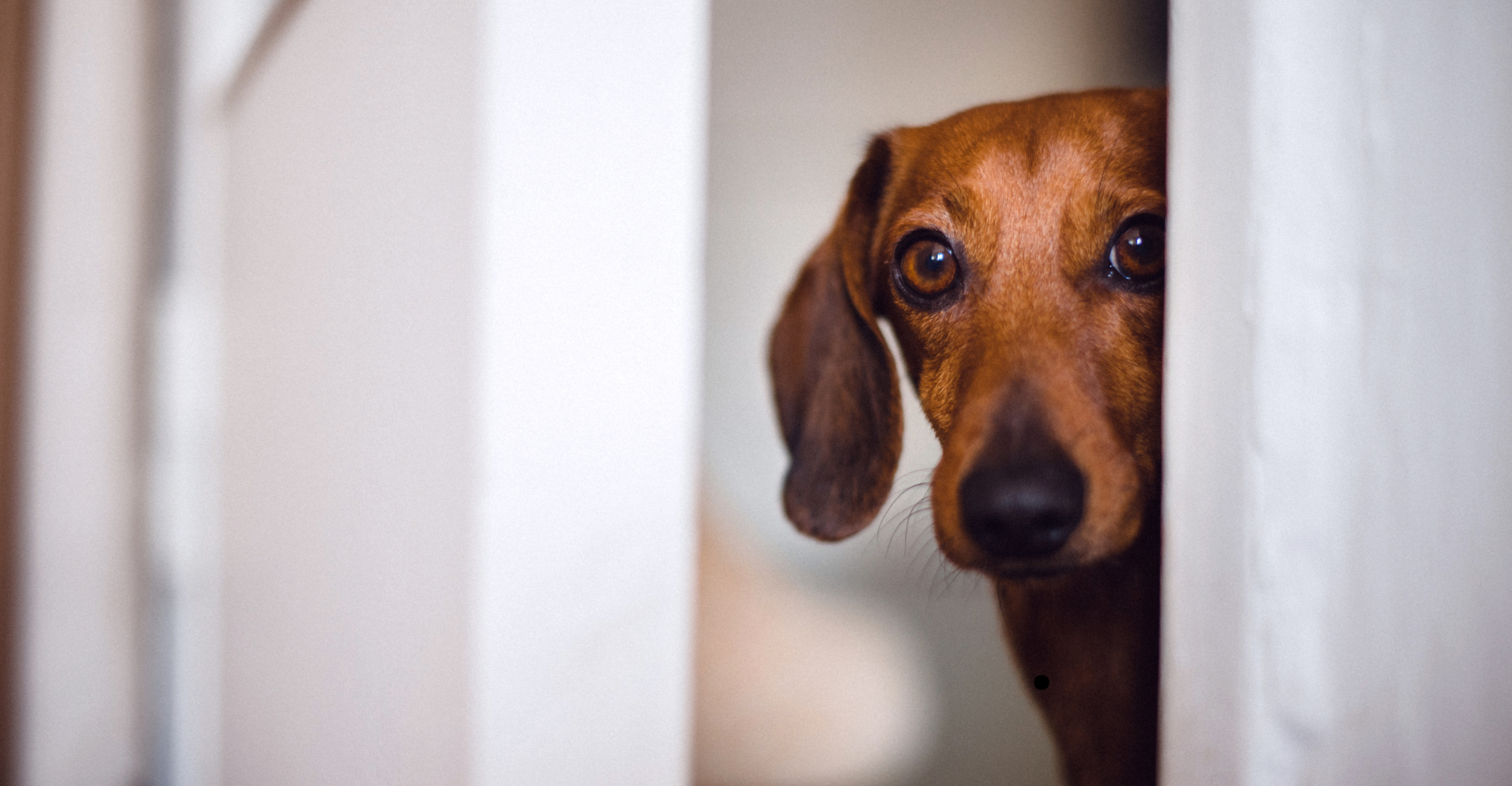 un chien en gros plan peureux de sortir dehors