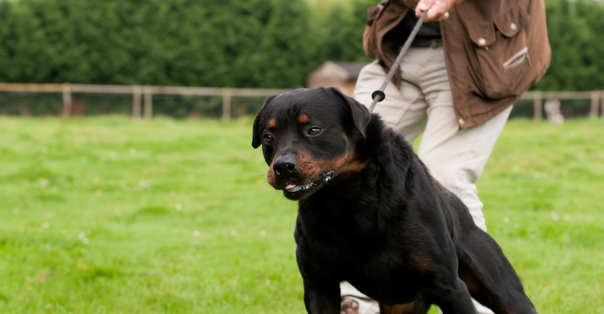 Apprendre la marche en laisse à un chien adulte