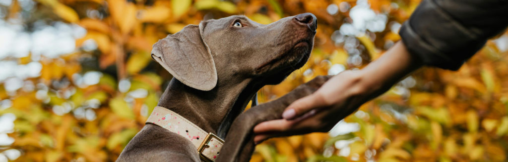 Signification chien LOF et origine généalogique