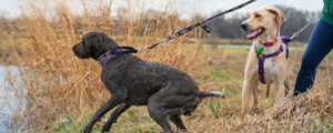 Chien qui tire en laisse pour sentir une odeur pendant la promenade