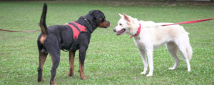 deux chiens en promenade, l'un avec un collier, l'autre avec un harnais
