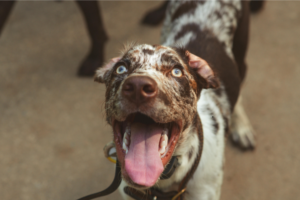 chien exciter qui saute