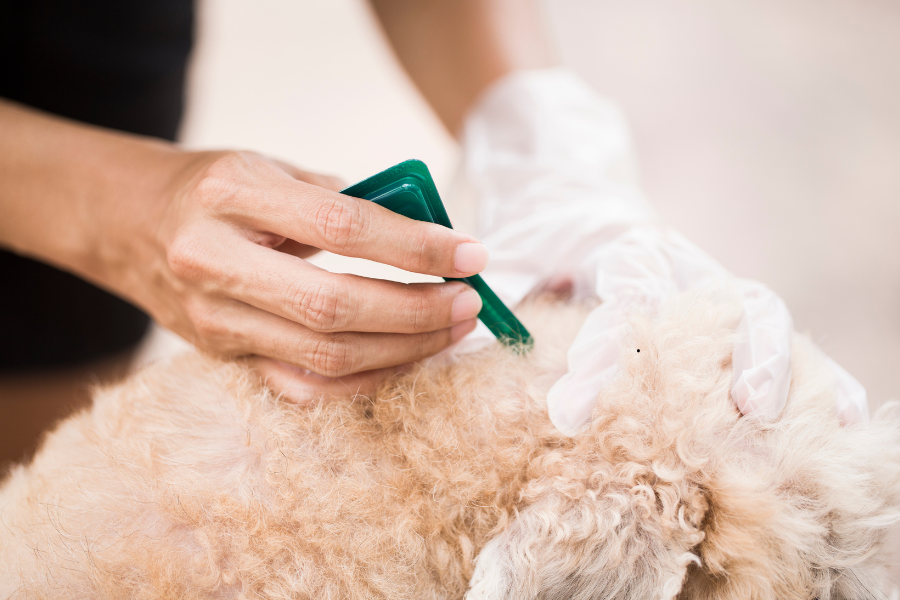 pipette antiparasitaire pour chien