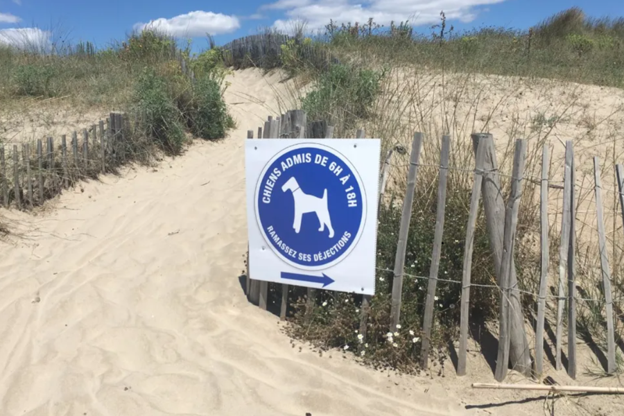 plage autorisant chien