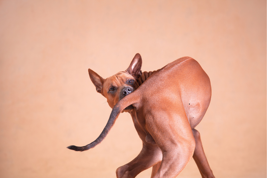 pourquoi mon chien se mord la queue