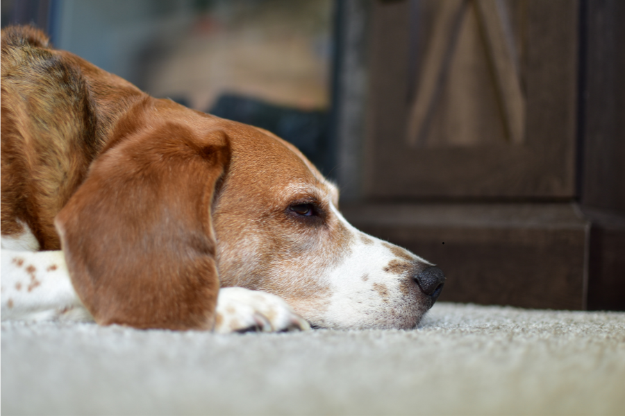 pourquoi mon chien vomit jaune