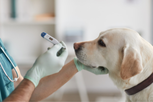 Température normale chez le chien
