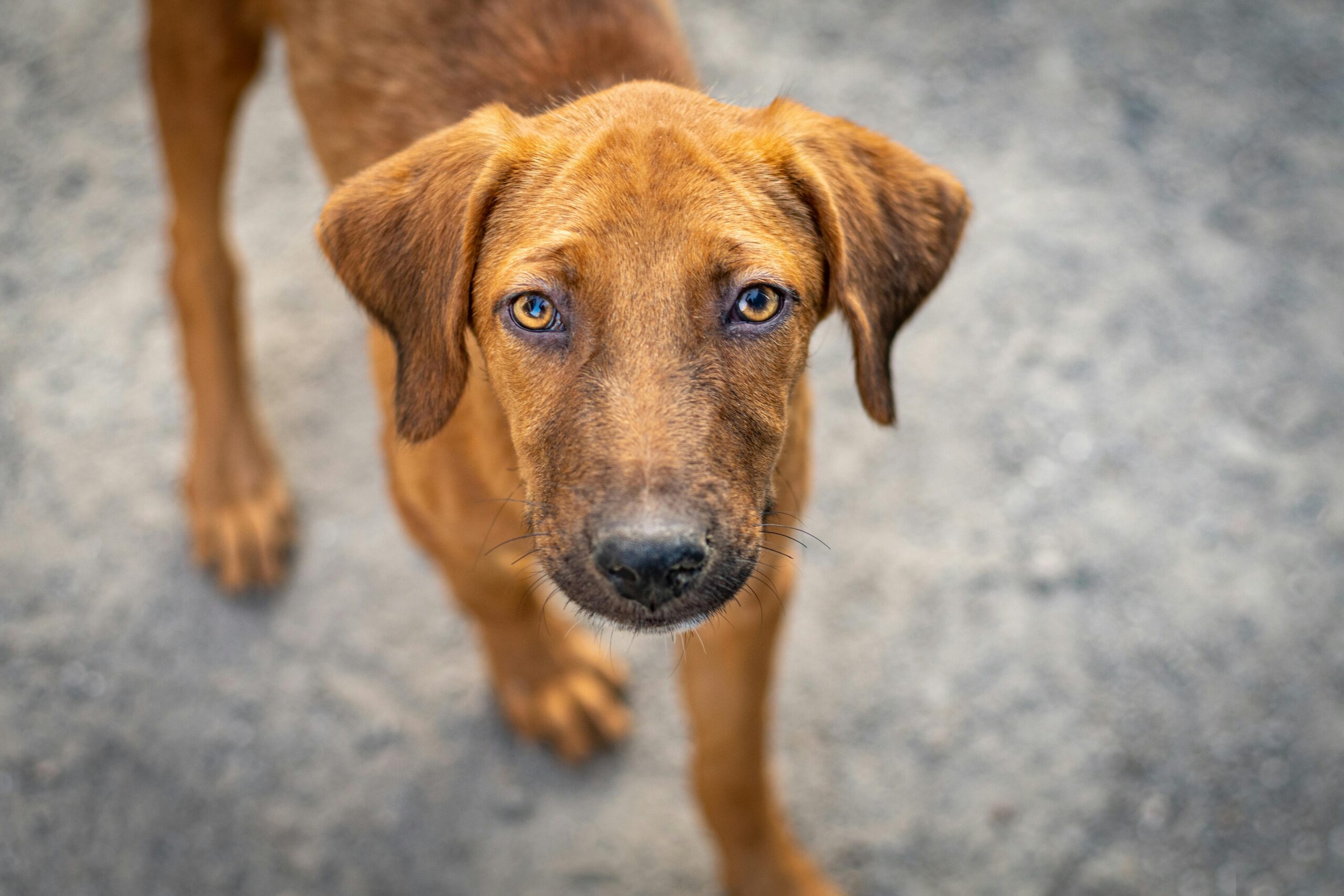 adopter un chien