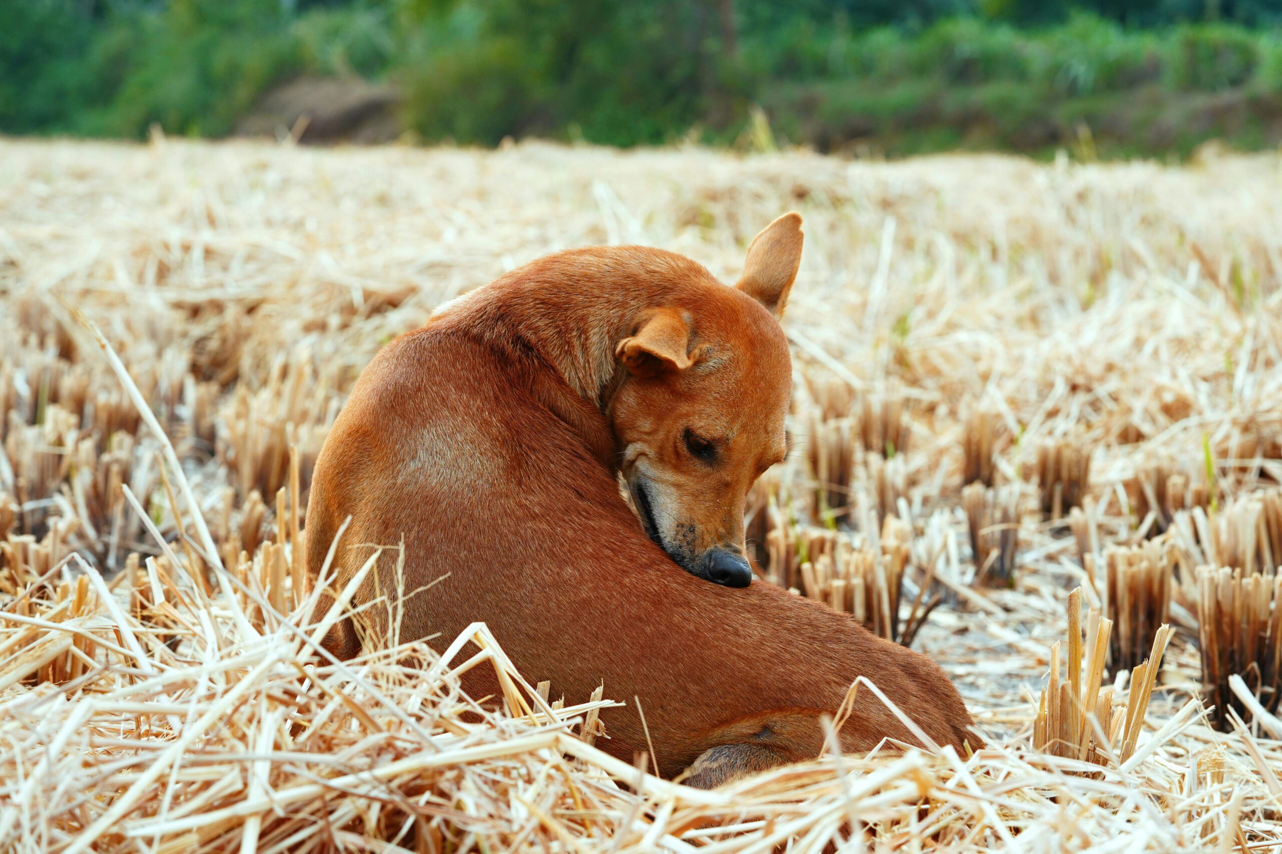 chien qui se gratte