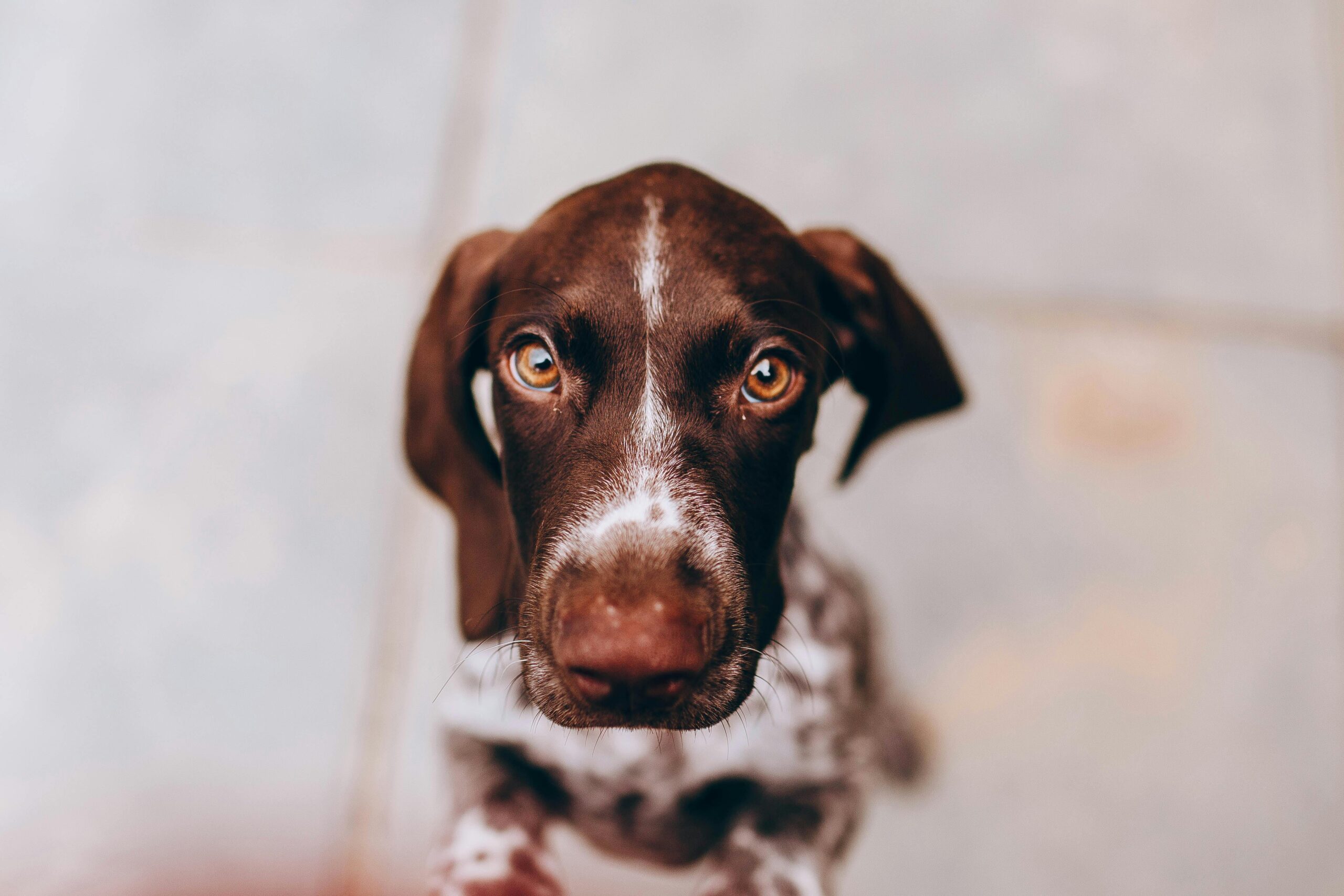chien anxieux