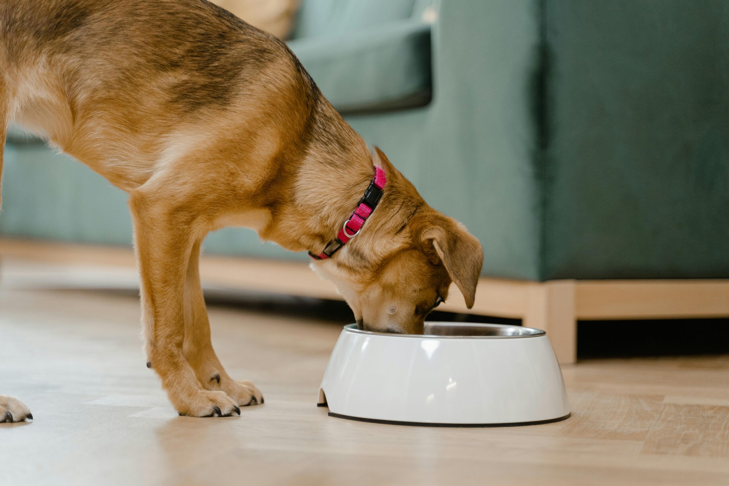 chien mange dans une gamelle