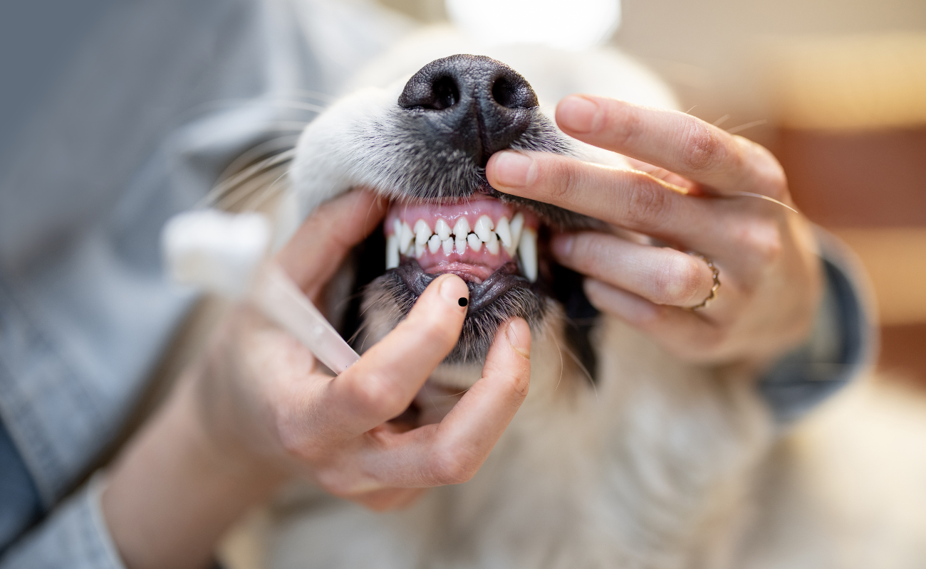 Chien chez le vétérinaire pour un détartrage dentaire