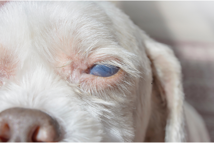 Chien avec un œil évoquer un ulcère à l’œil
