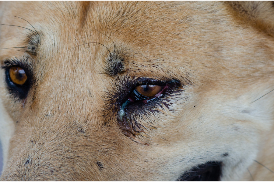 ulcère œil chien