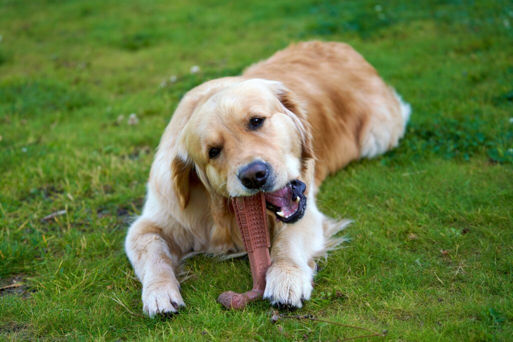 Donner des jouet à mordre à son chien pour prévenir le tartre
