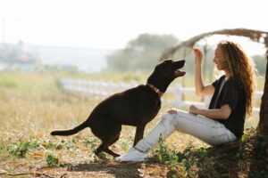 éducation positive chien avec récompense en promenade