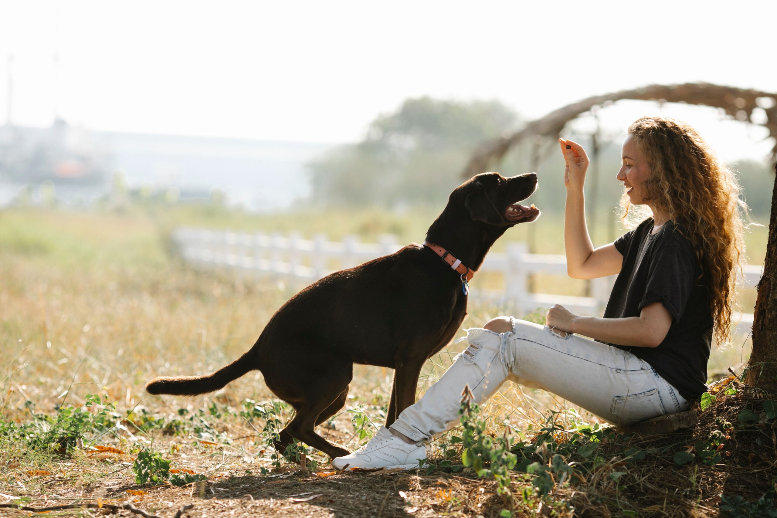 éducation positive chien avec récompense en promenade