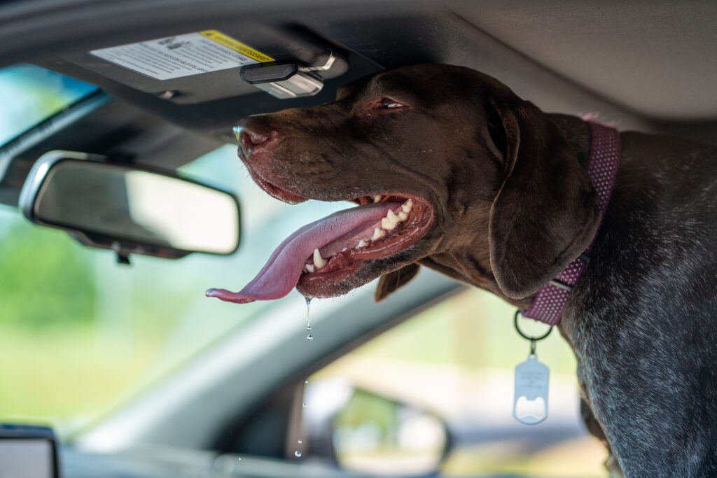 chien en voiture sous la chaleur chien se trouvant dans une voiture avec une grosse chaleur