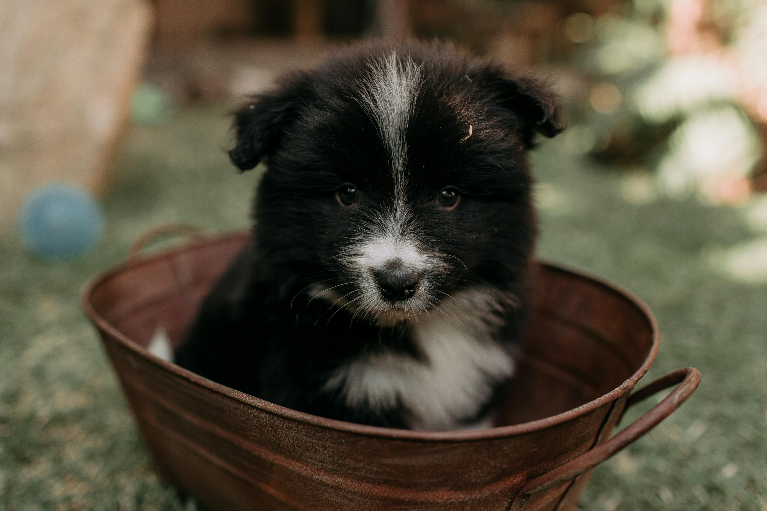comment accueillir un chiot