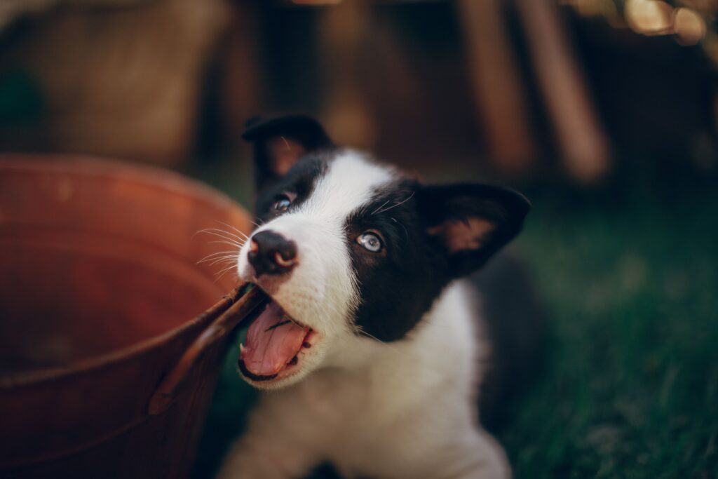 petit chiot dans son jardin