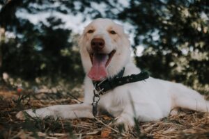 comment protéger son chien de la chaleur avec de l’ombre et de l’eau fraîche