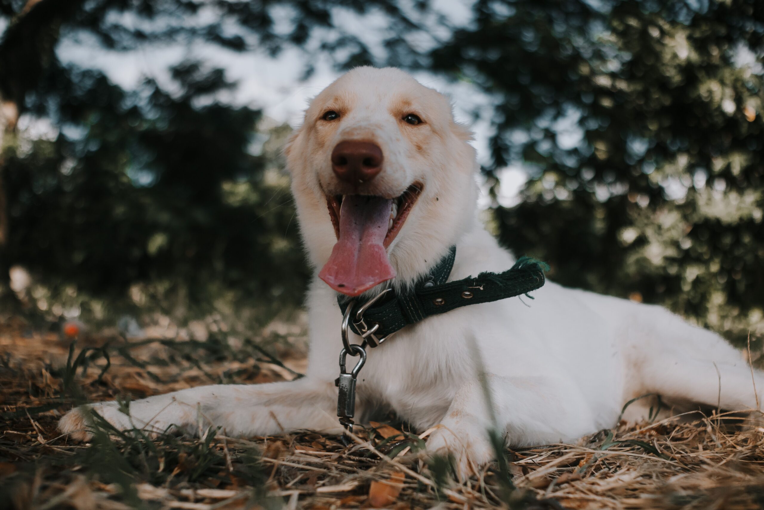 comment protéger son chien de la chaleur avec de l’ombre et de l’eau fraîche