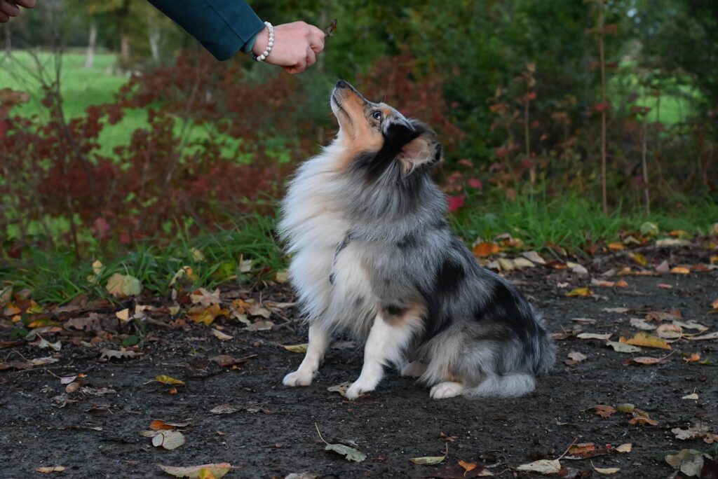chien éduquer positivement