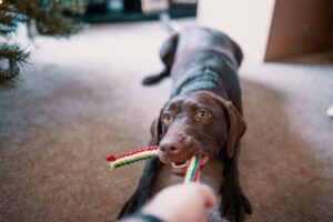 chien occupé à la maison dans un salon avec son maitre