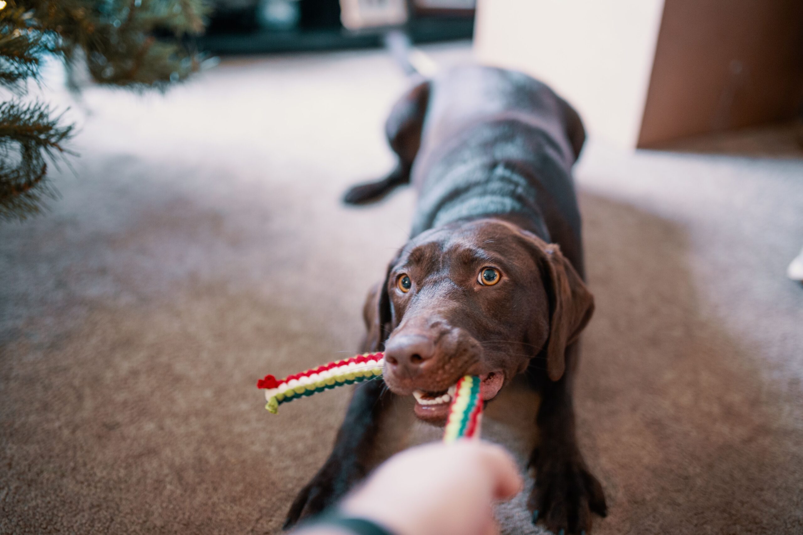 chien occupé à la maison dans un salon avec son maitre