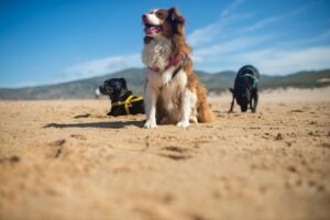 avec quel ordre éduquer son chien