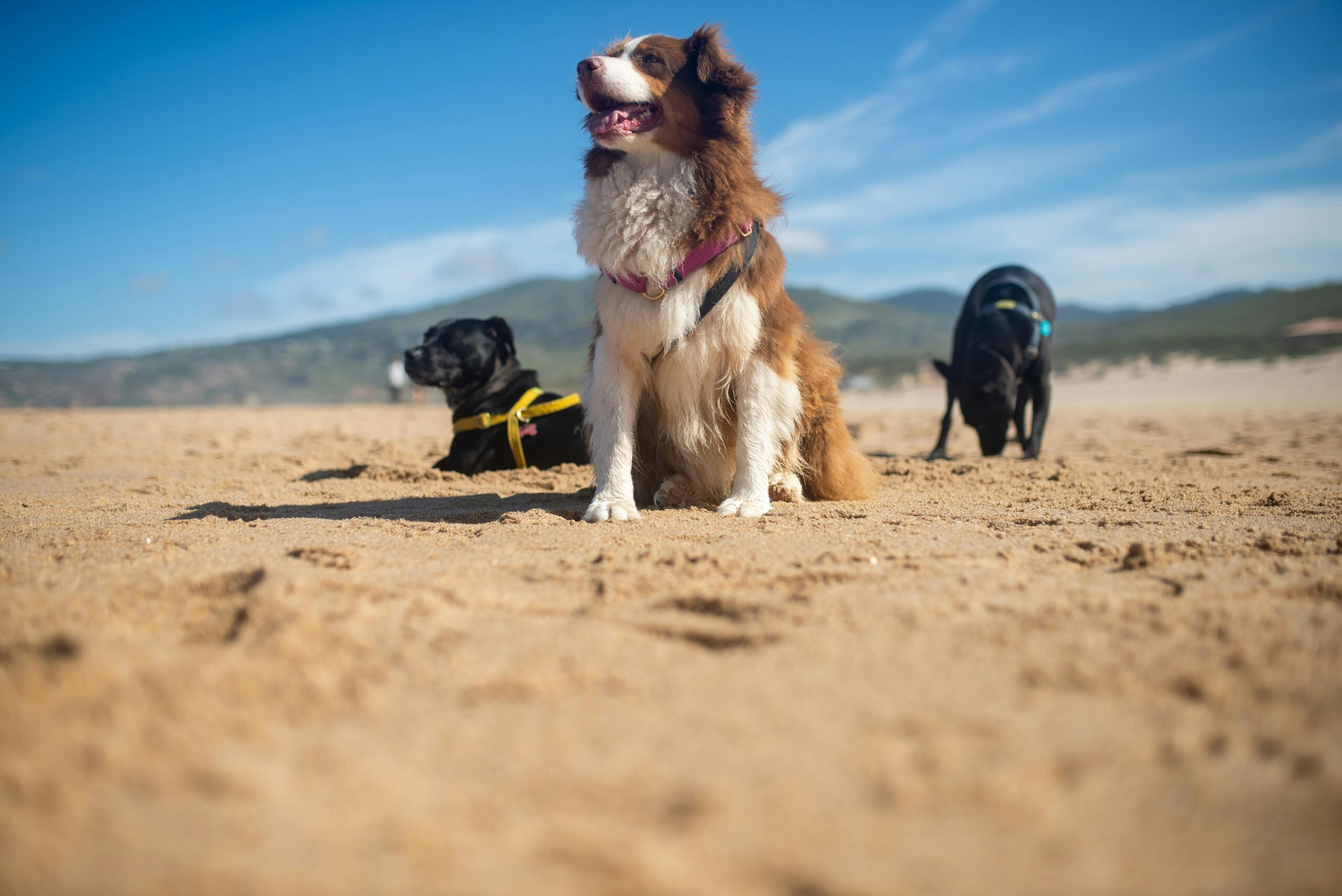 avec quel ordre éduquer son chien