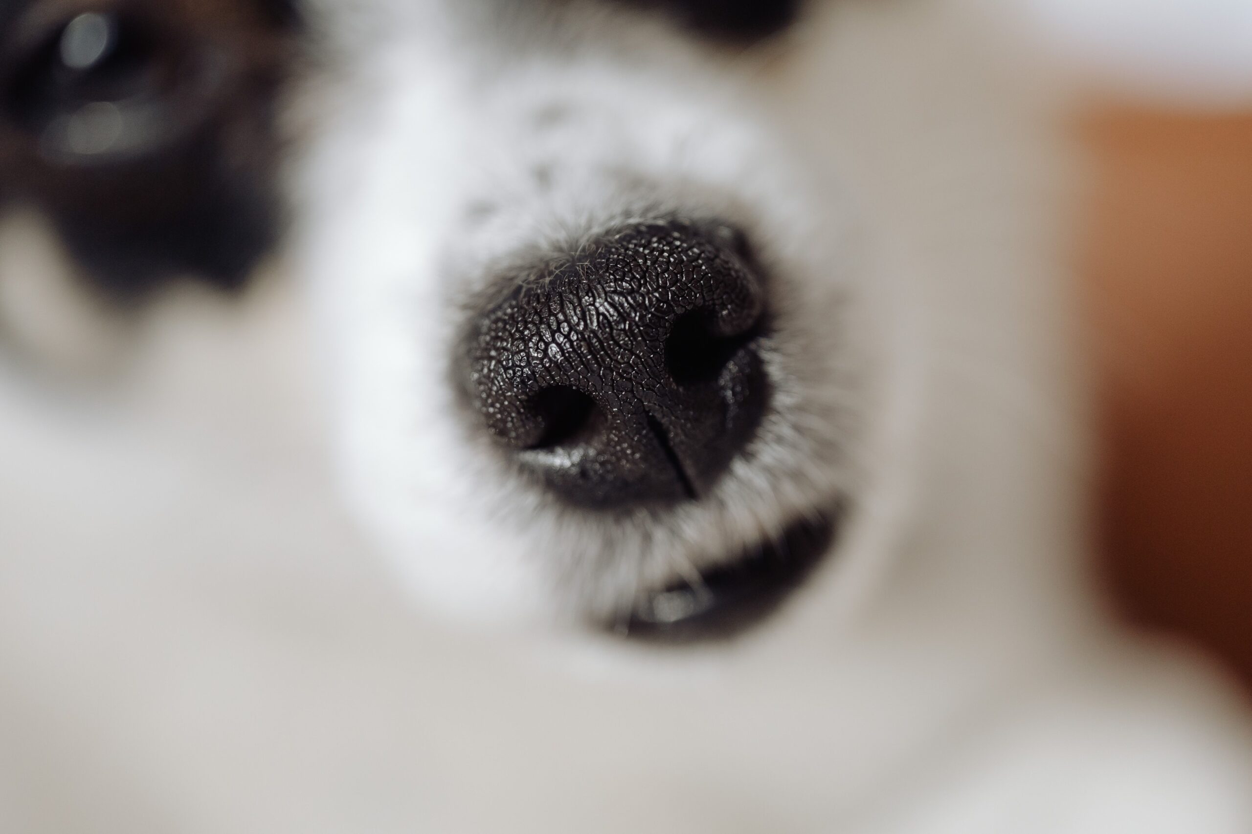 Un gros plan d'une truffe d'un chien sec