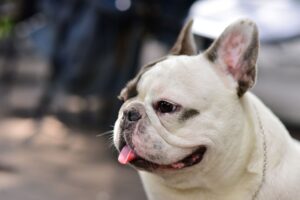 plusieurs races de chiens fragiles présentées dans un parc