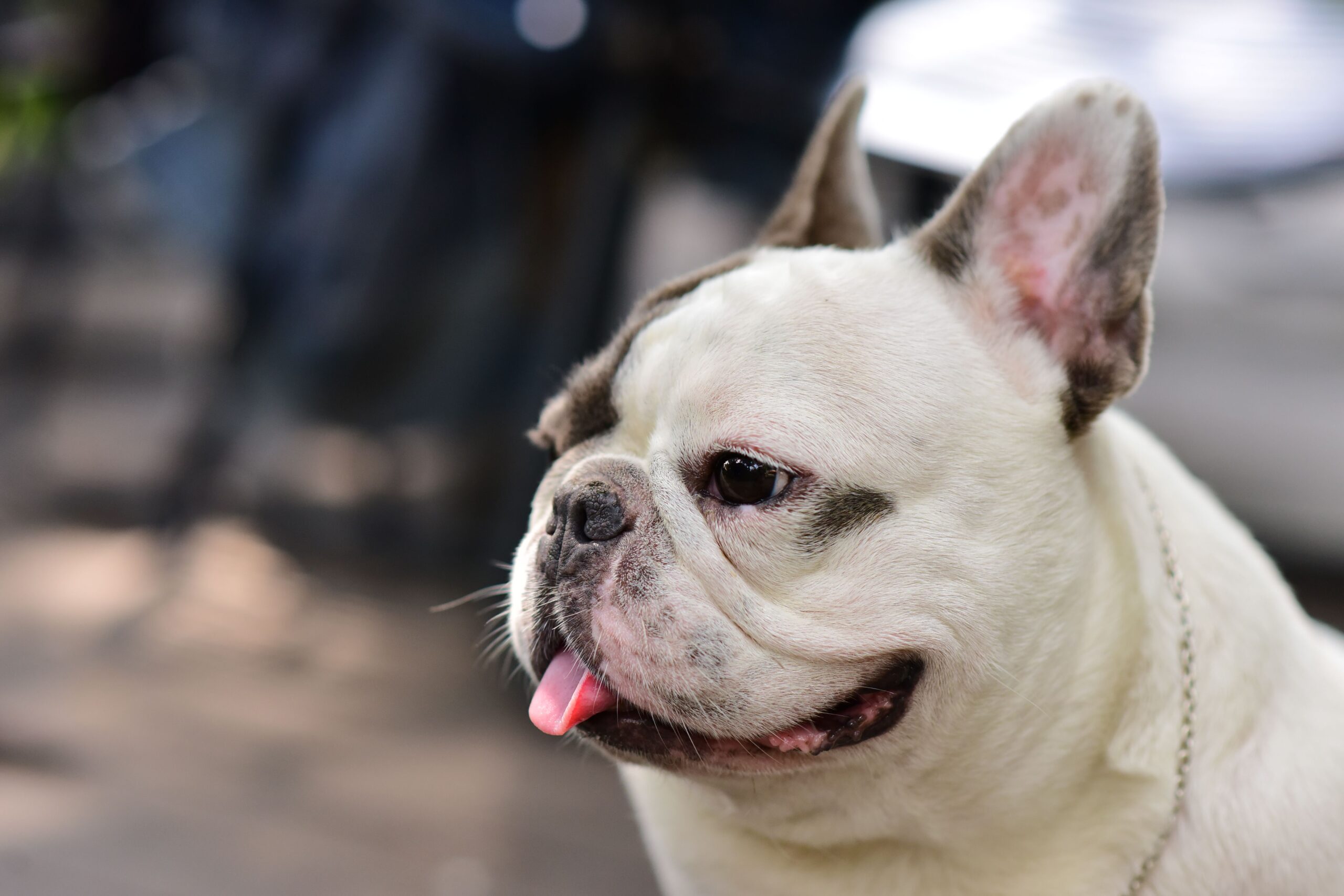 plusieurs races de chiens fragiles présentées dans un parc