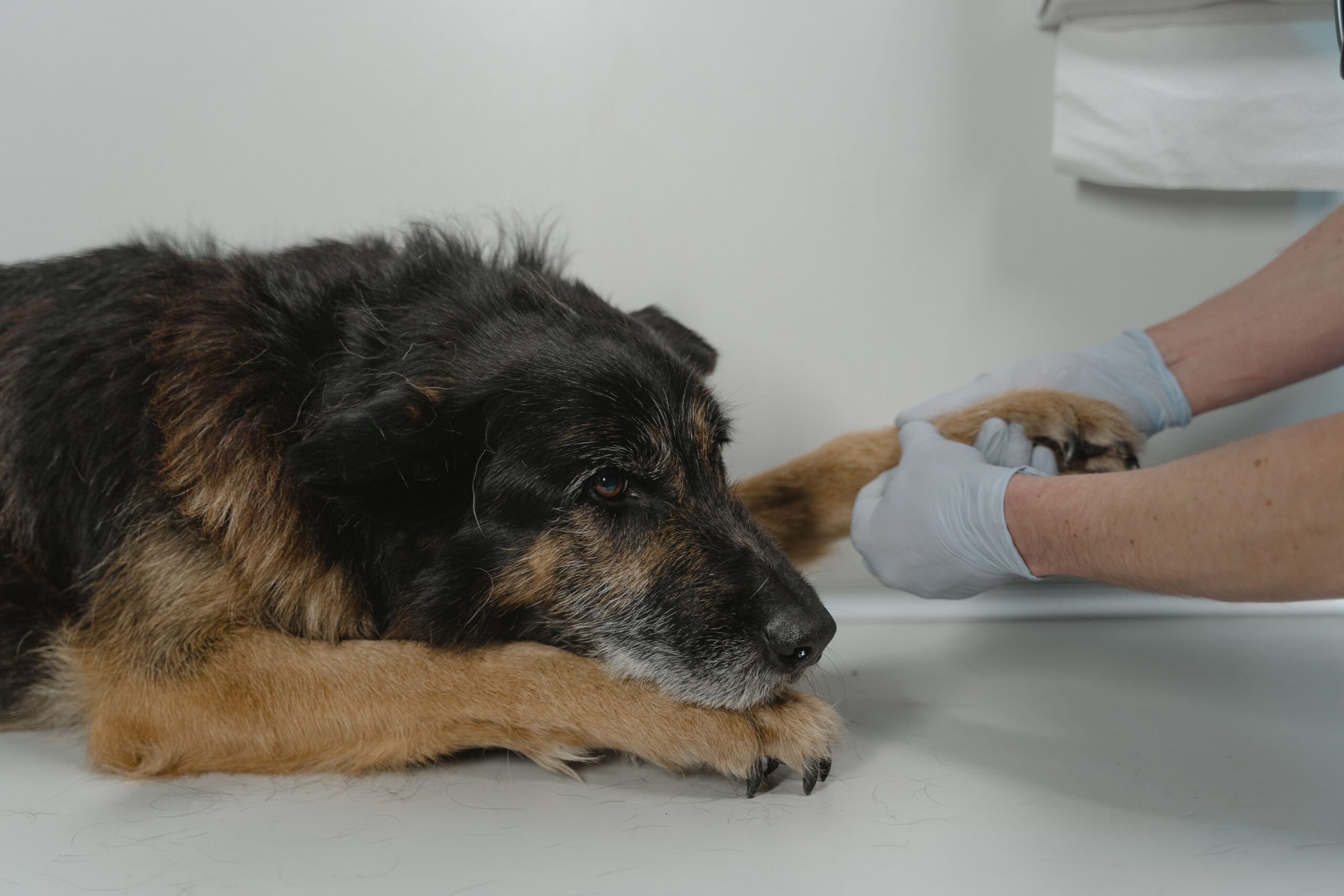 Chien chez le vétérinaire pour connaître le prix d’une radio chien